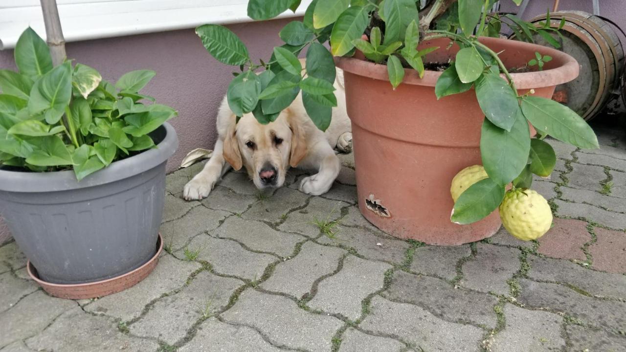 Apartmán Novakporta Vendeghaz Lakhegy Exteriér fotografie